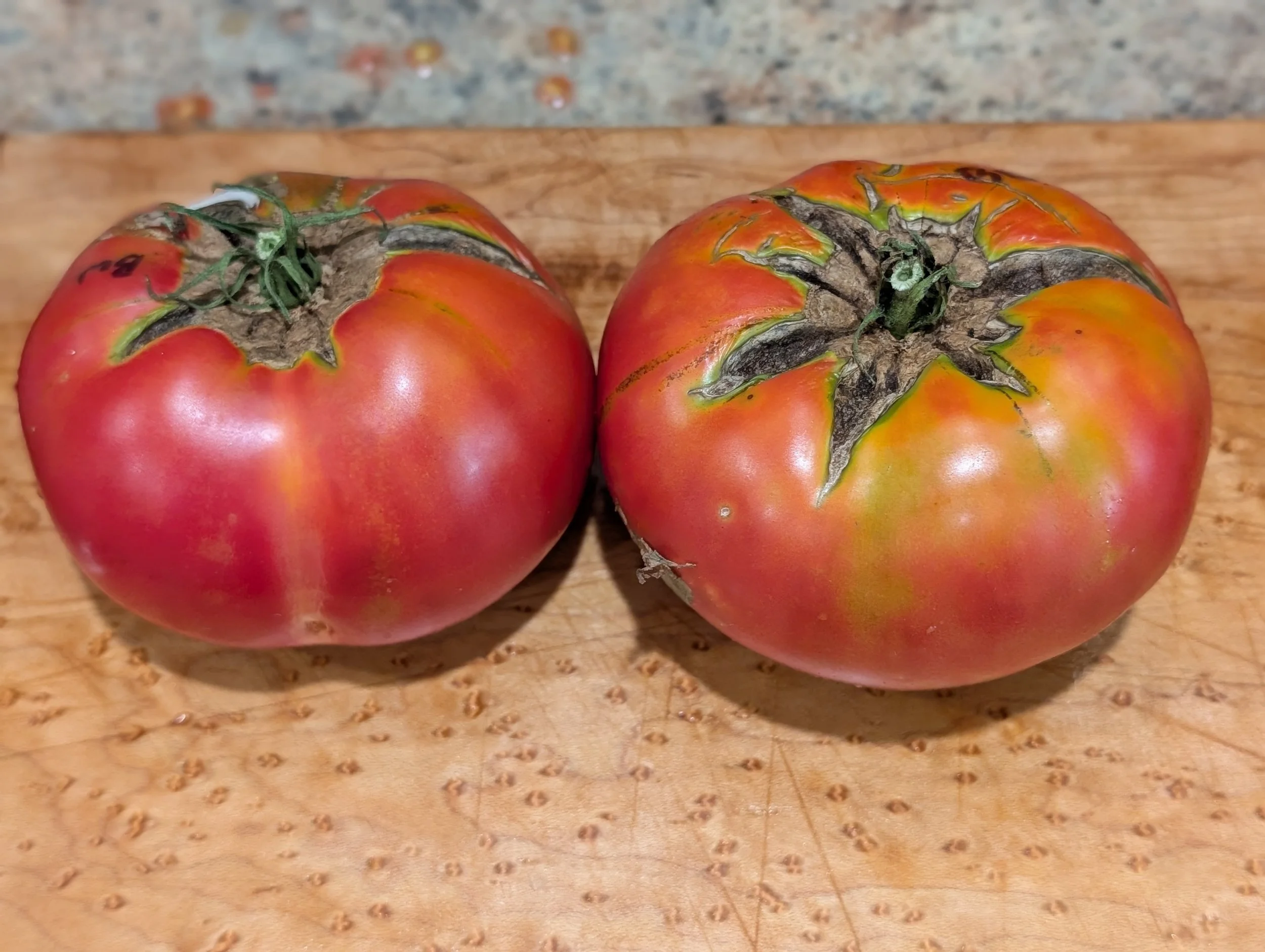 Craig LeHoullier - 2025 Garden Review - Part 2. Tomatoes - Old